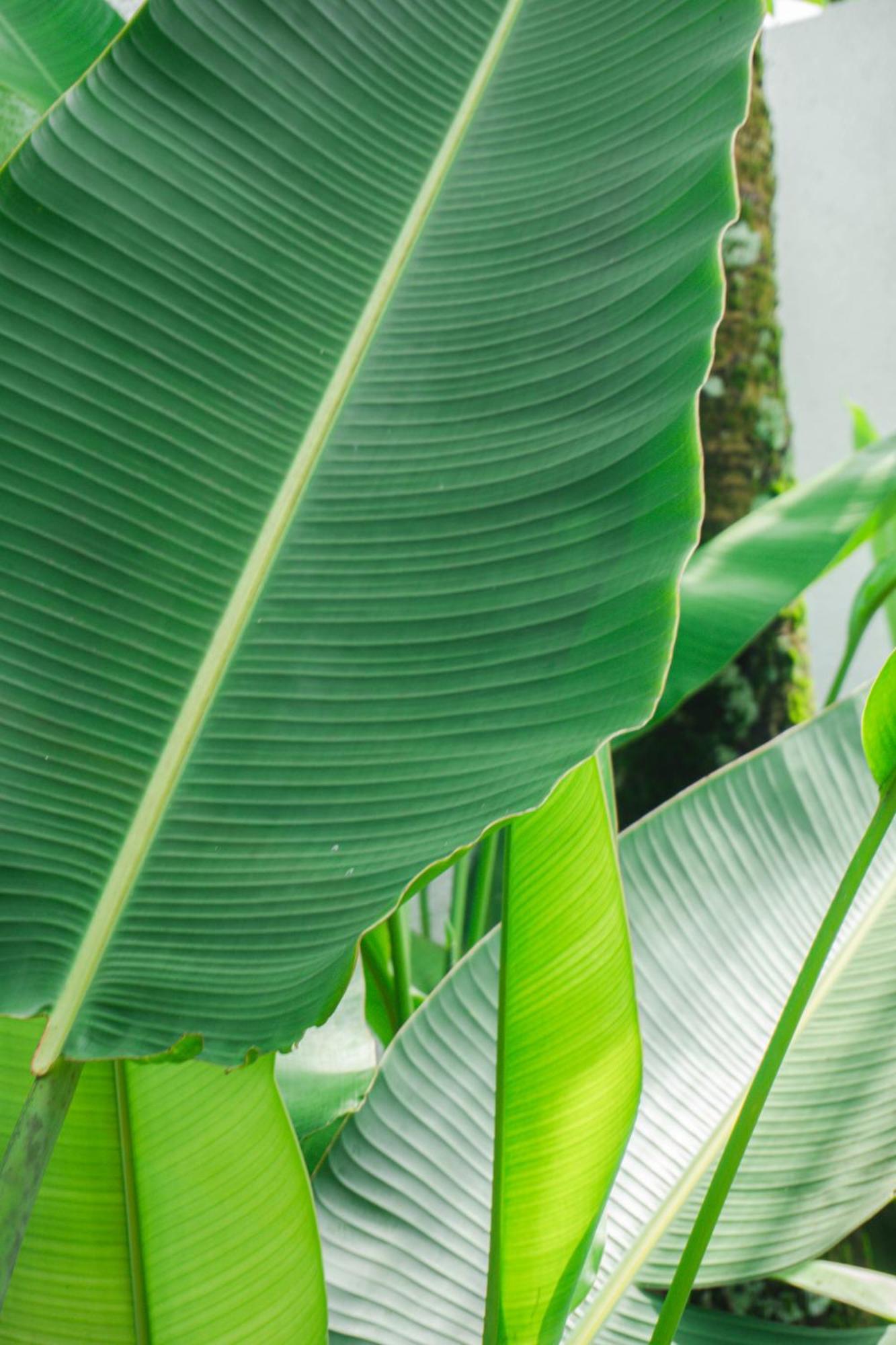 Tannari Villa Ubud Kültér fotó